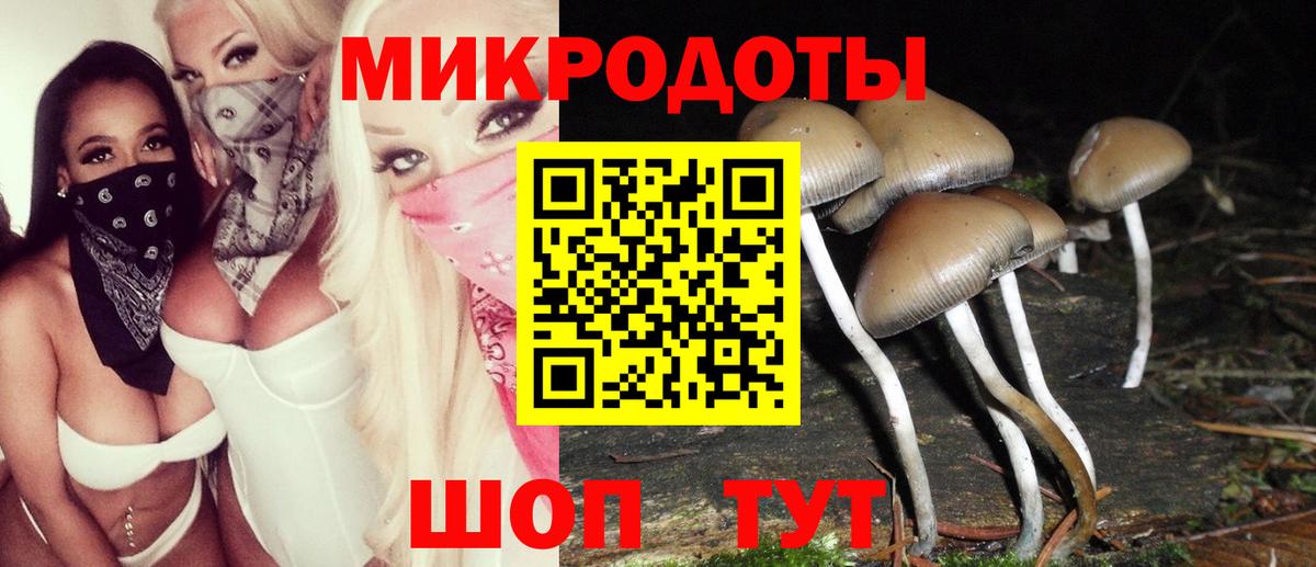 Галлюциногенные грибы Psilocybe Бузулук
